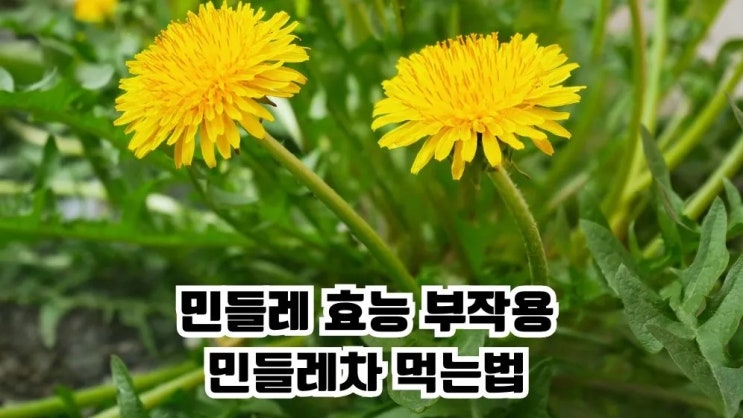  민들레 효능 10가지 민들레차 먹는법 부작용