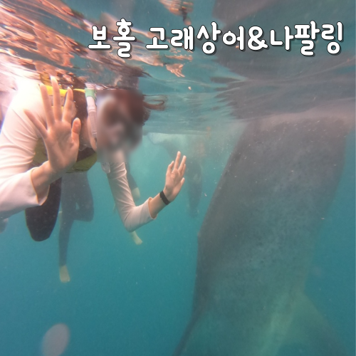  보홀 고래상어 투어 가격 & 나팔링 정어리떼 내돈내산 후기