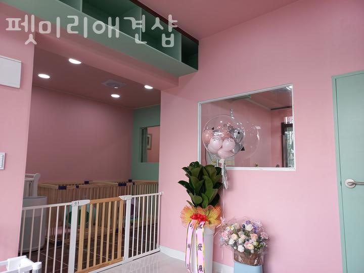 펫미리애견샵