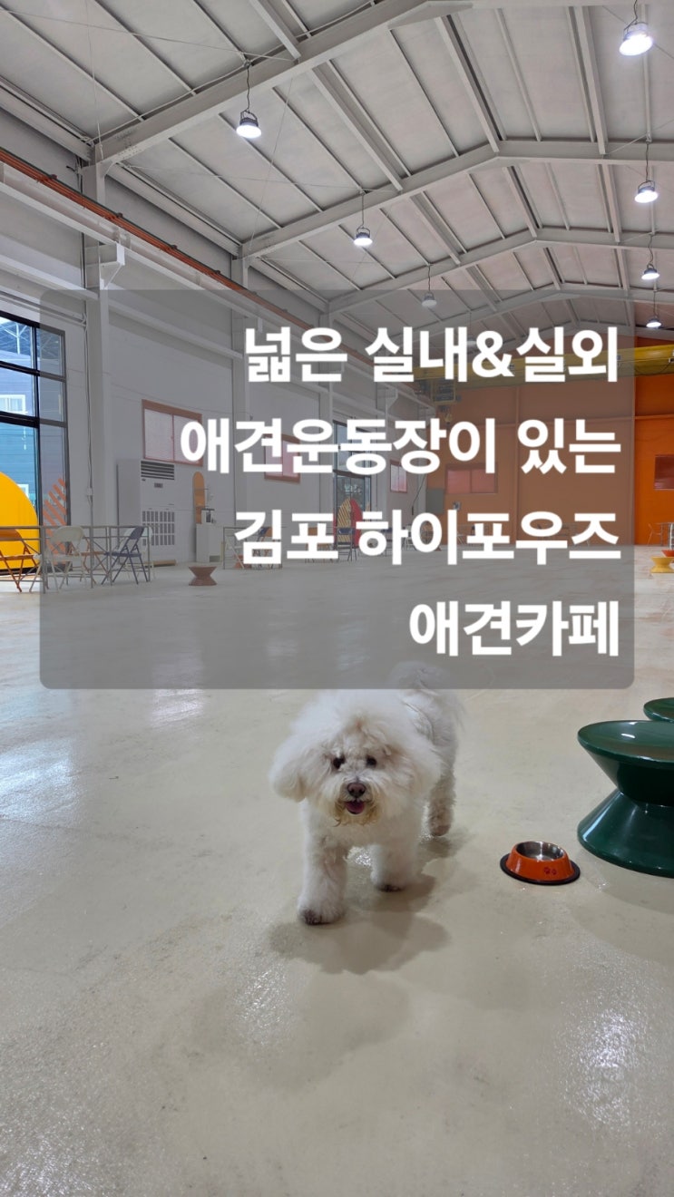 김포 신상애견카페 하이포<b>우즈</b>(반가운 케어키즈존)