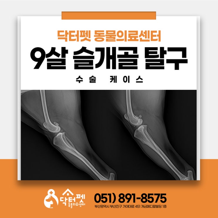 9살 노령견 슬개골 탈구 교정 케이스 근육의 중요성(부산 강아지 무릎 수술 동물병원 닥터펫)