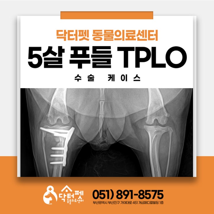  뒷다리 통증 5살 푸들 십자인대파열 (부산 강아지 TPLO 수술 동물병원 닥터펫)