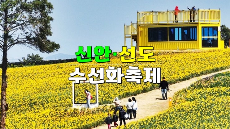 전라도 3월 4월 봄꽃축제 가볼만한곳 · 신안 천사섬 2025 선도 섬 수선화축제 기본정보 배편 전라도 3월 4월 봄꽃축제 가볼만한곳 · 신안 천사섬 2025 선도 섬 수선화축제 기본정보 배편