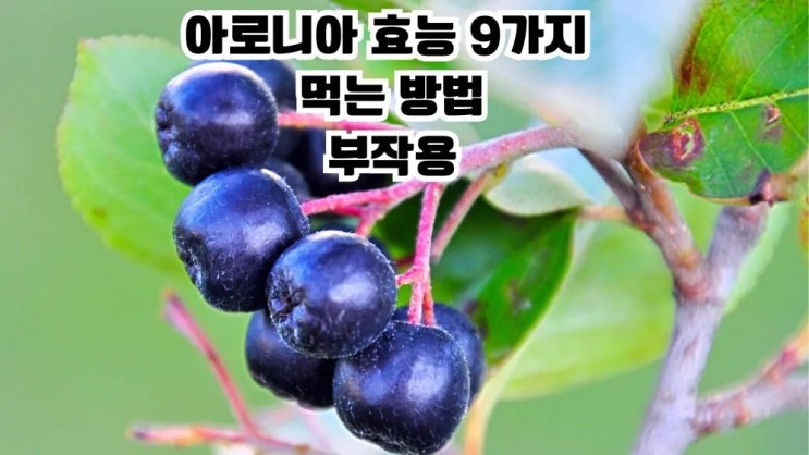  아로니아 효능 9가지 먹는 방법 부작용