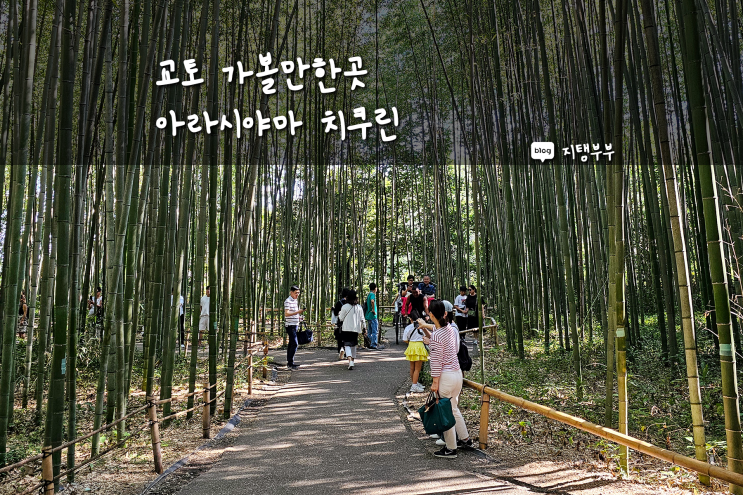  아라시야마 치쿠린 가는 법과 방문 후기 교토 대나무숲 산책기