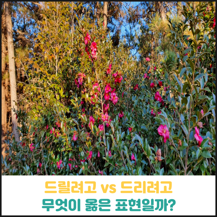 드릴려고 드리려고 무엇이 옳은 표현일까? 드릴려고 드리려고 무엇이 옳은 표현일까?