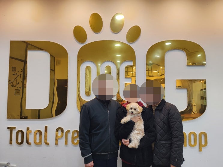  세종시 강아지분양 1위! 원독에서 건강검진 완료된 푸들 입양 후기 프리미엄 애견분양