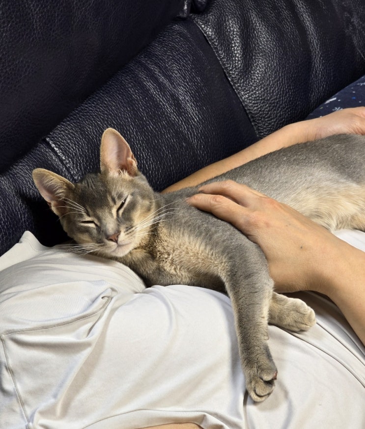  고양이 감기 허피스 기관지 영양제 버디부케어샷 후기