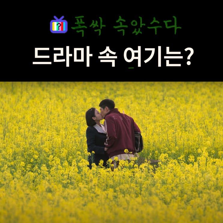  폭싹 속았수다 촬영지_애순 관식이 첫 입맞춤하는 유채꽃밭은? 고창학원농장