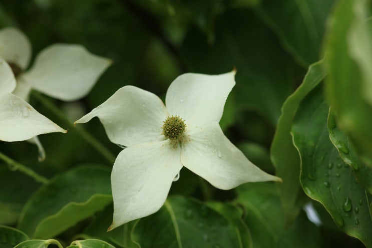  산딸나무