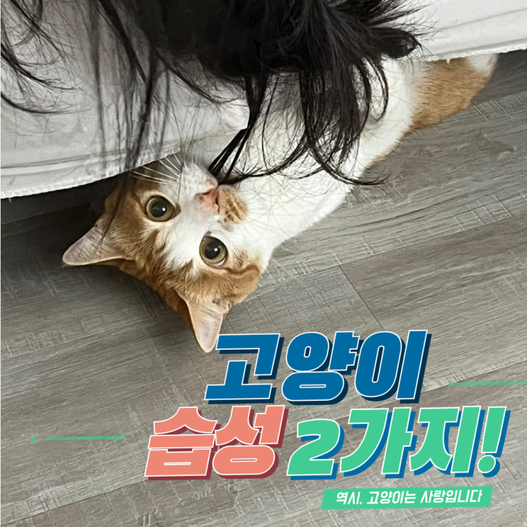  고양이 습성 2가지! 집사가 꼭 알아야 할 애정 표현, 특이한 행동