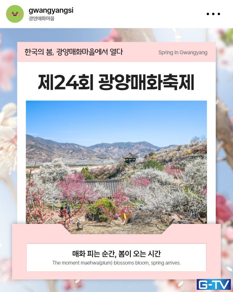  광양매화축제 D-DAY! 놓치면 후회할 절정의 매화 향연 속으로 - 광주뉴스TV