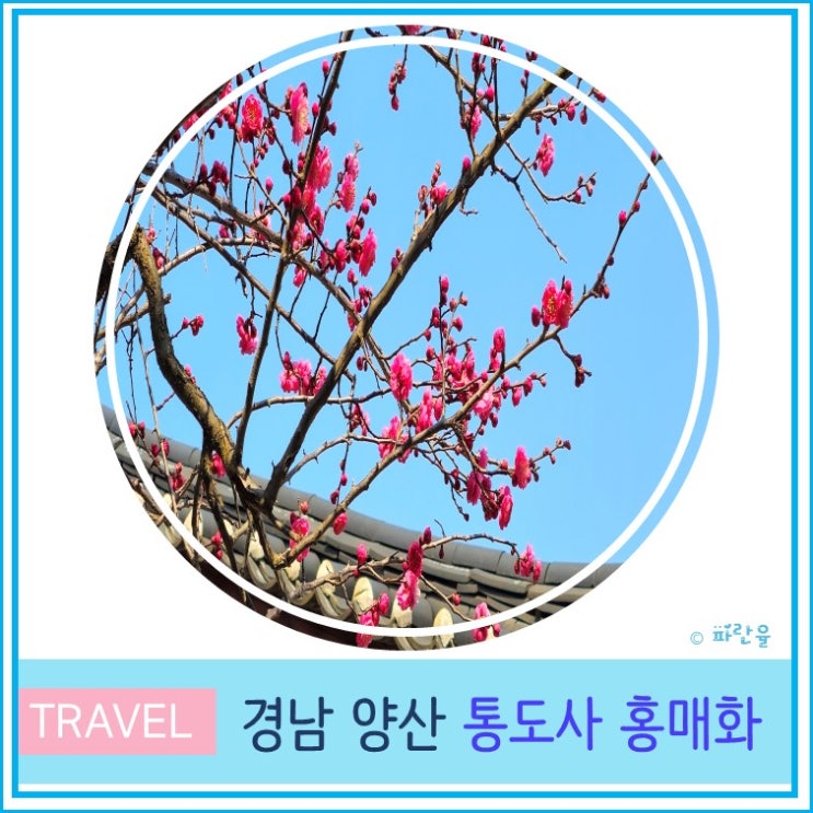  양산 통도사 홍매화 실시간 개화상태 주차 3월 부산근교 봄꽃 나들이