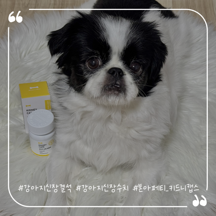  강아지신장결석영양제추천 강아지신장수치 본아페티 키드니캡스