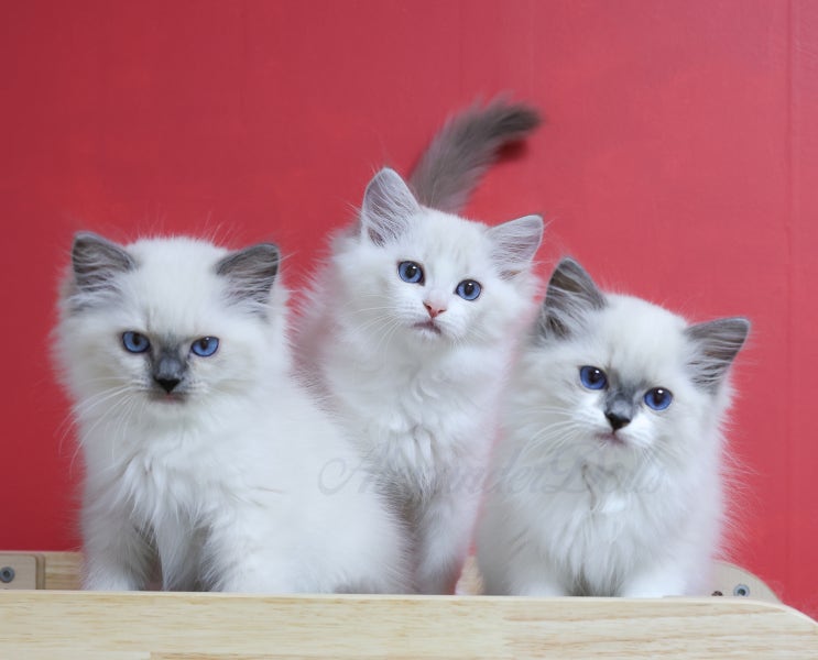  랙돌고양이 3개월 모습, 개냥이 특징 가진 미티드 블루바이 캣초딩들