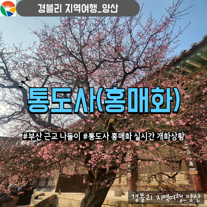  양산통도사홍매화 자장매 실시간 개화상황 부산근교나들이추천 '통도사'