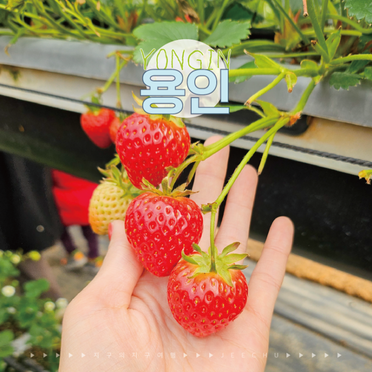  용인 딸기농장 포레스트 벨 동물 먹이 체험 주말 아기랑 갈만한곳