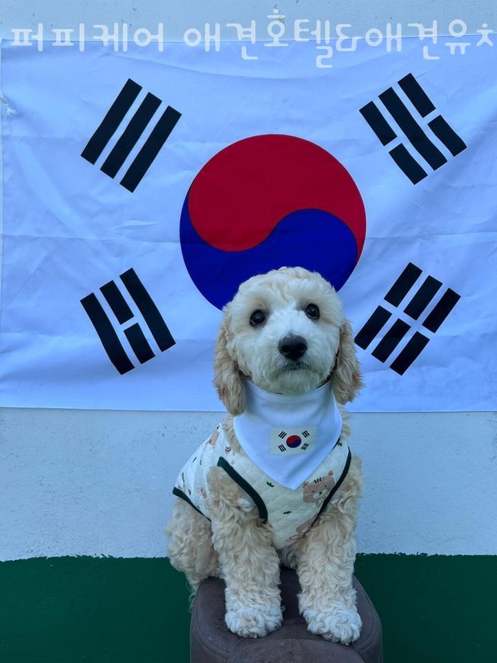 퍼피케어유치원& 호텔&놀이방