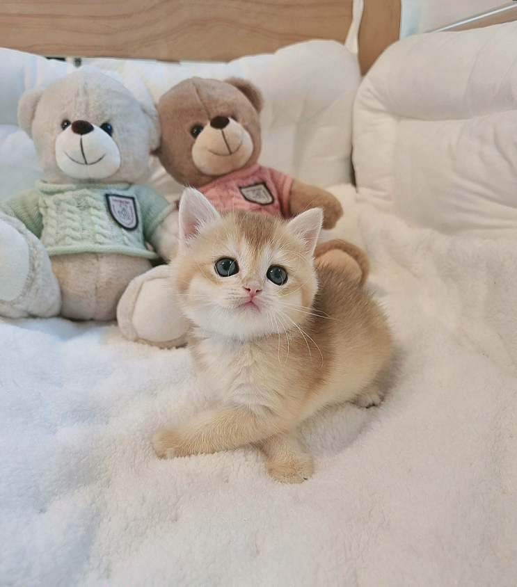  대구고양이분양, 믿을 수 있는 고양이 전문 분양샵 퍼스트캣