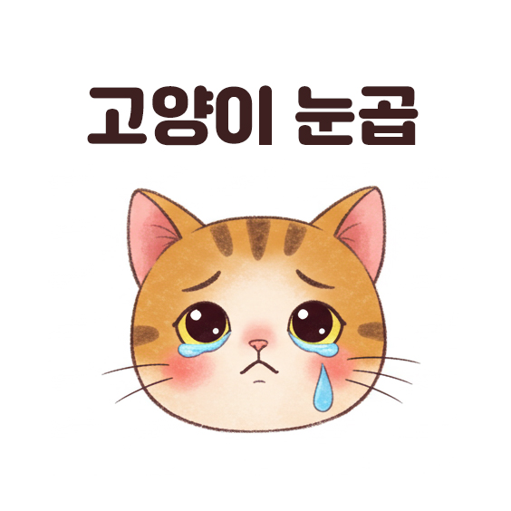  고양이 눈곱 색상과 증상별 대처방안