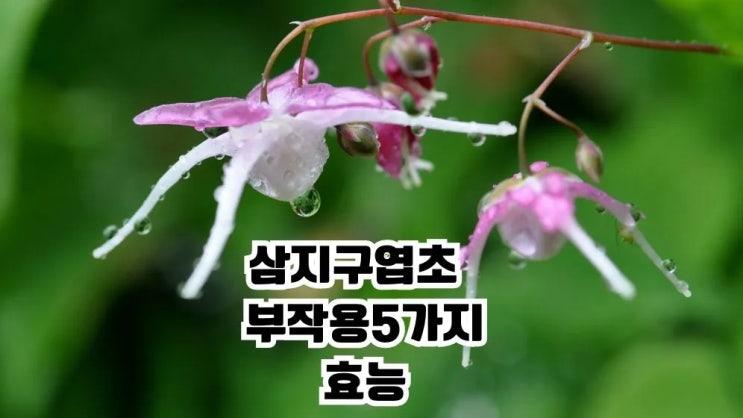  삼지구엽초 주의사항 부작용5가지 효능 음양곽차