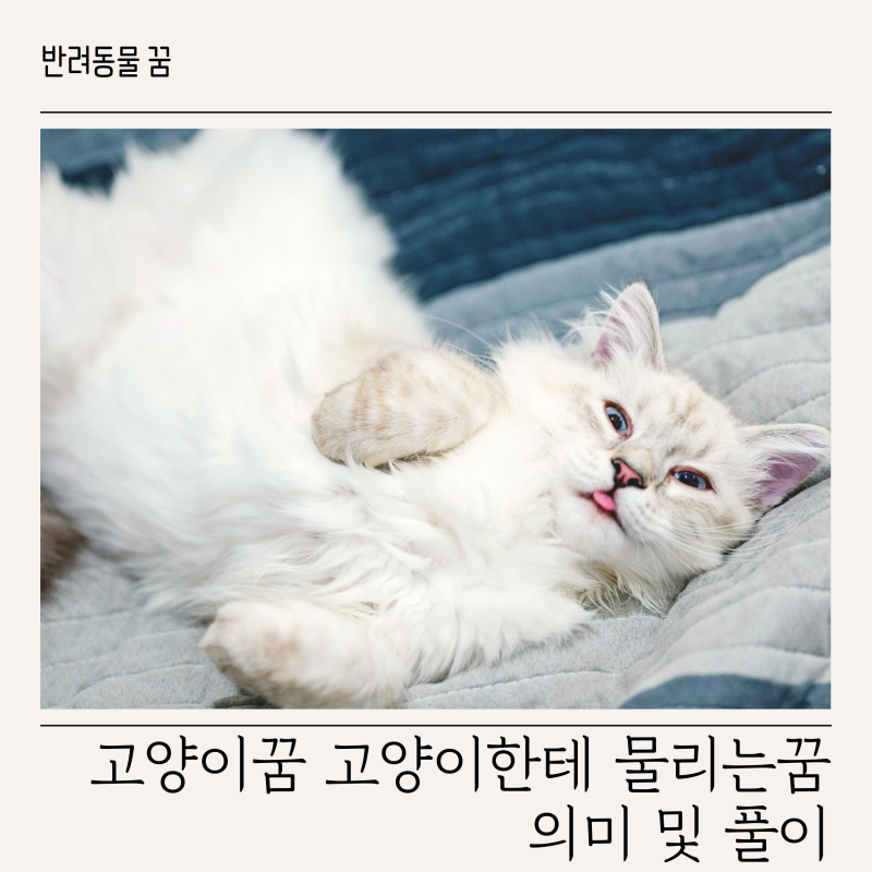 고양이꿈 고양이한테 물리는꿈 의미 및 풀이