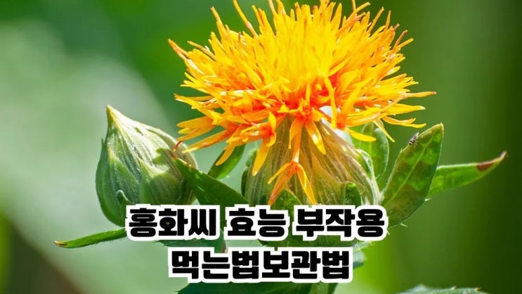  홍화씨 효능 먹는법 보관법 적정 비율 부작용