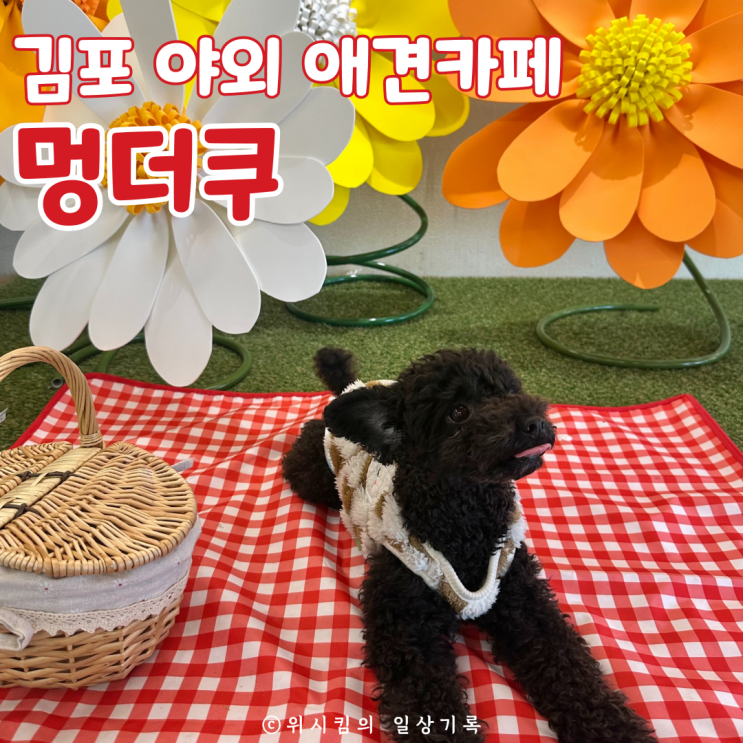  김포야외애견카페 멍더쿠 에서 신나게 놀고 왔어요