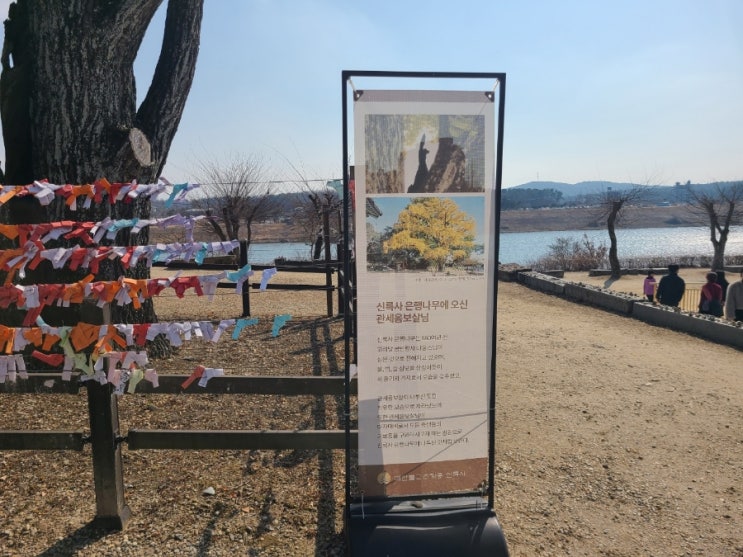  신륵사 나무에서 부처님 모습이...