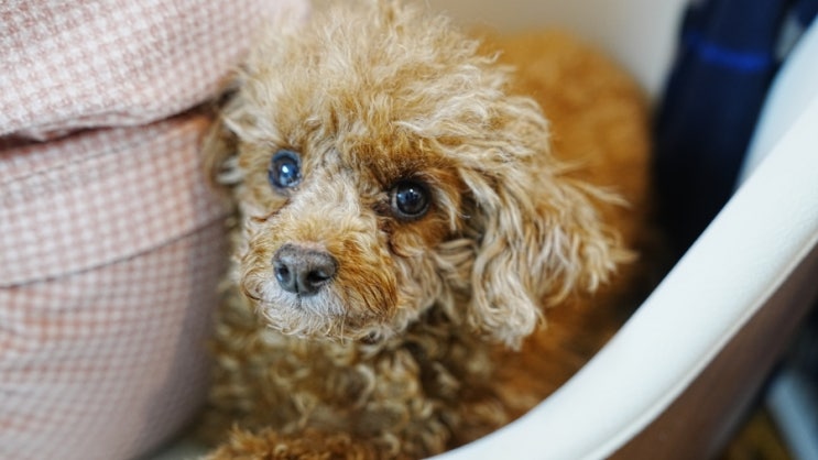  펫픽어스(Petpickus) 강아지 셀프 미용 리뷰. 푸들 두마리 셀프미용 대성공!!