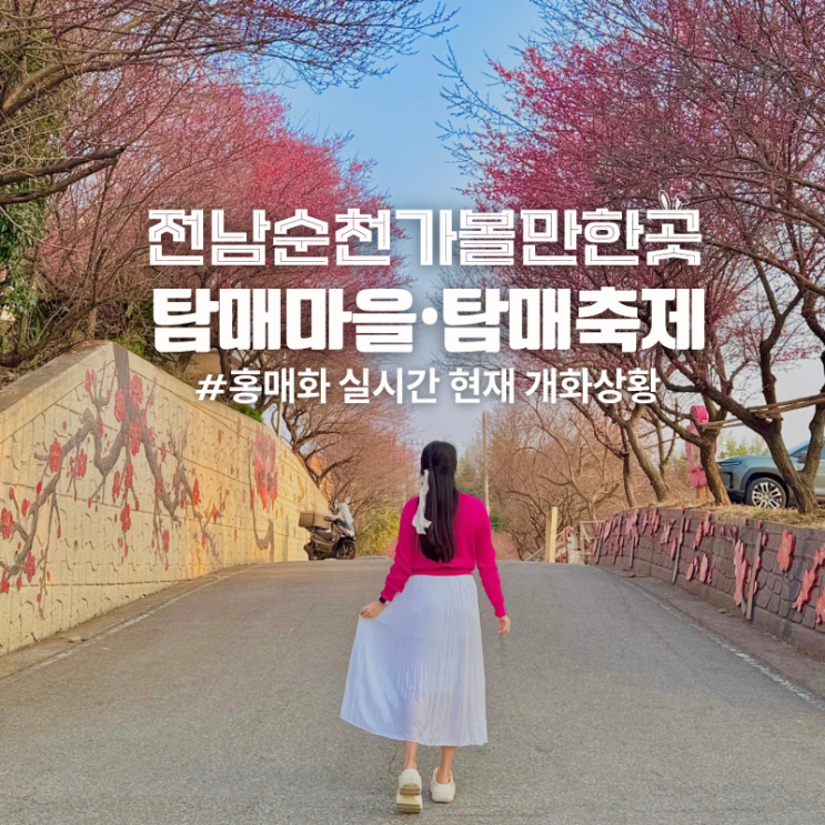  전남 순천 가볼만한곳 탐매마을 탐매축제 홍매화 개화상황 주차장