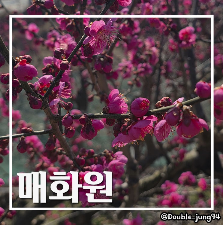  기장 꽃구경 나들이 부산 근처 매화가 예쁘게 핀 매화원 주차, 구경 팁