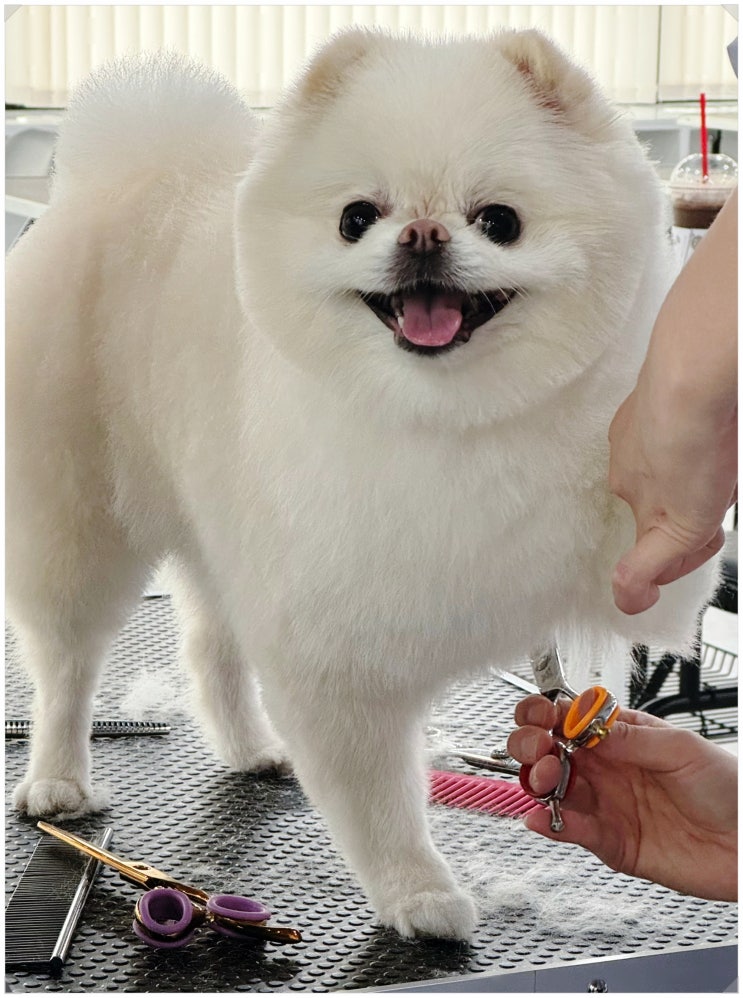  강아지 위생미용 주기, 도구사용시 주의점은?