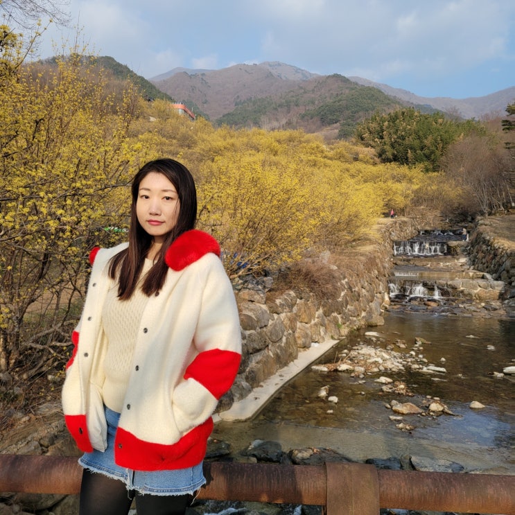  구례 산수유마을 3월 봄꽃 명소 구경 전남 여행 가볼만한 곳 개화시기