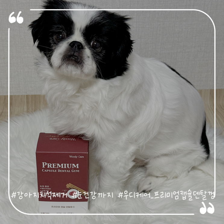  강아지 치석제거와 눈건강을 한번에 챙기는 우디케어 프리미엄캡슐덴탈껌