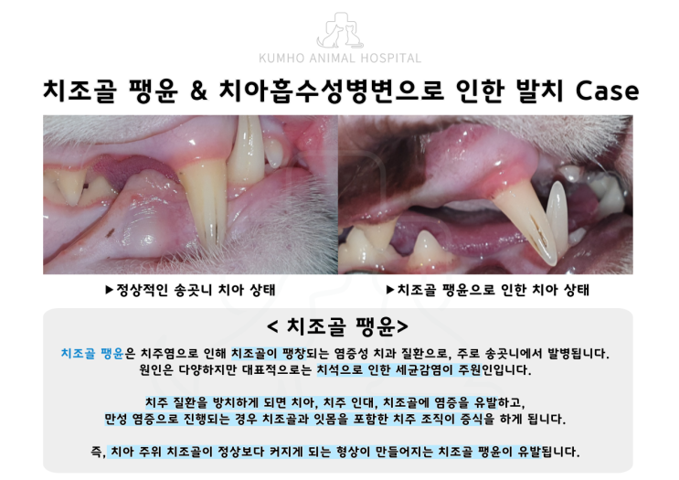  광주 고양이 치과 - 송곳니 치조골 팽윤 & 치아흡수성병변으로 인한 발치 Case [광주 치과 동물병원, 고양이 치조골 팽윤, 고양이 발치, 고양이 스케일링]