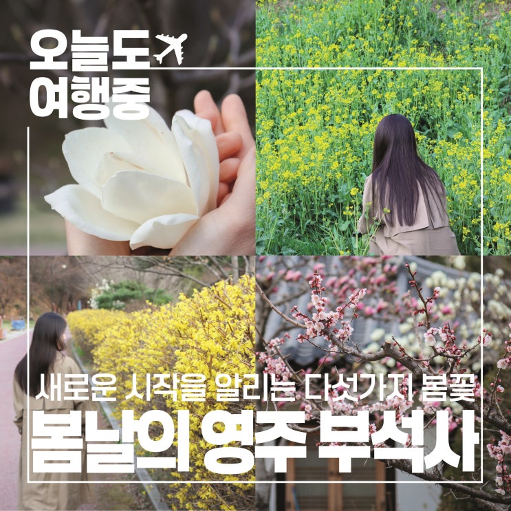  [봄꽃 여행] 부석사에서 만나는 다섯가지 꽃, 매화부터 유채꽃까지