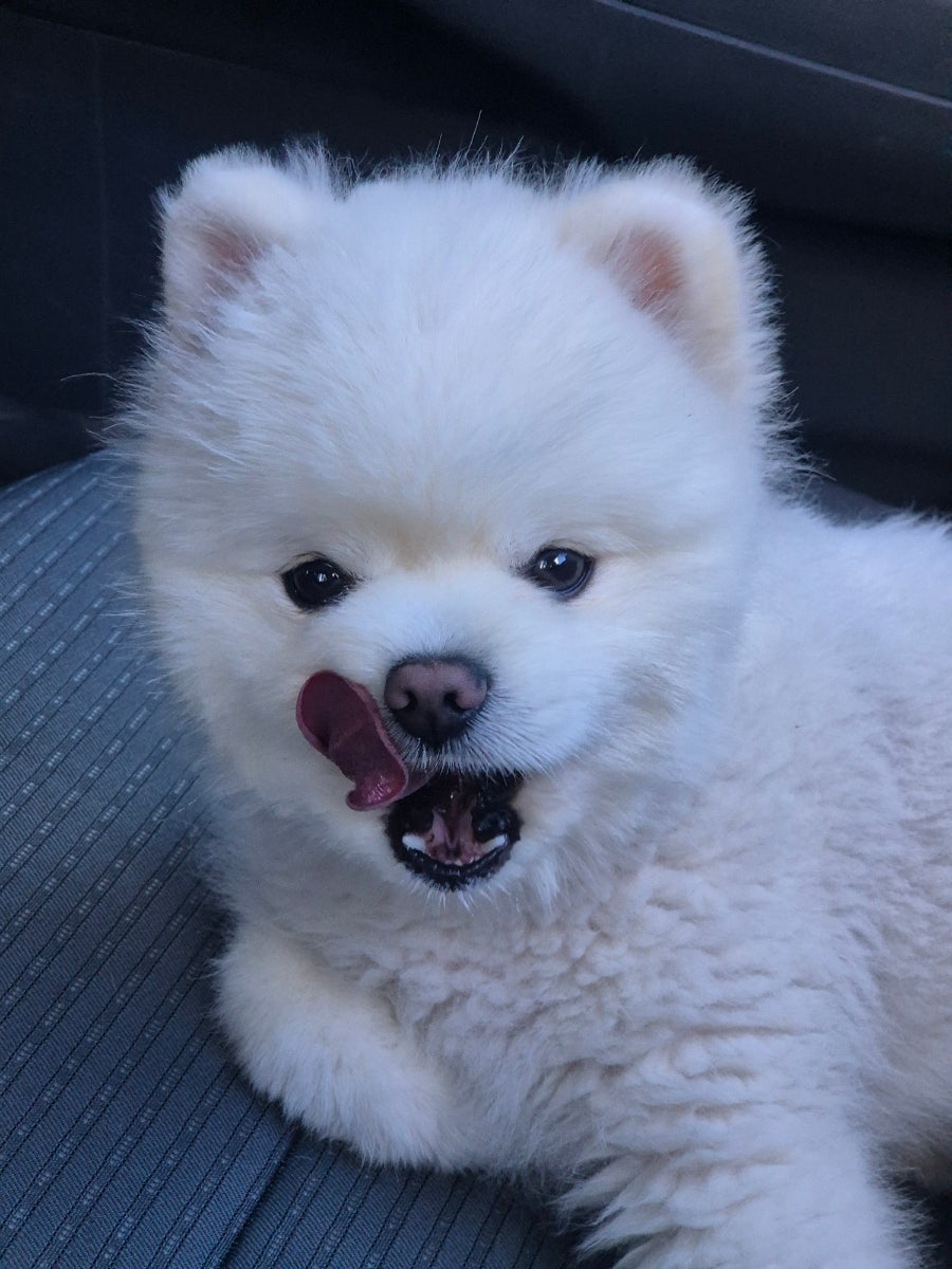 삼수왕한양족발 사진 2