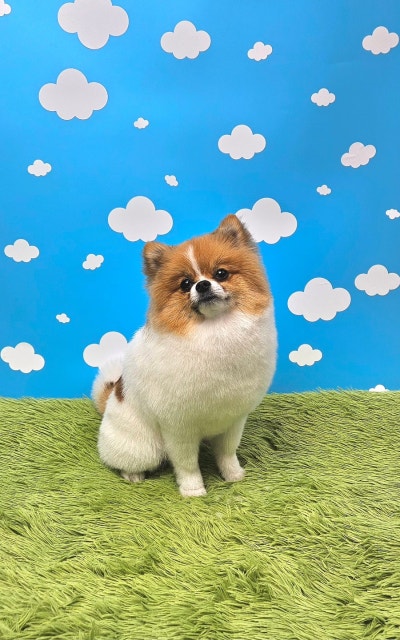 포즈티브
