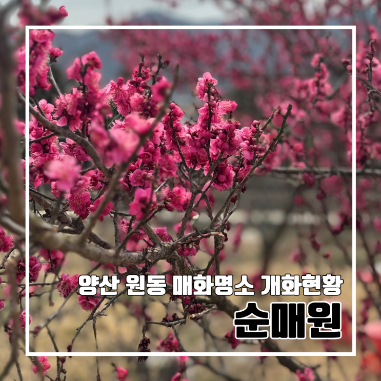  2025 양산 원동 순매원 매화 실시간 개화 상황 (3/10) l 입장료 영업시간 홍매화 백매화 주차 파전