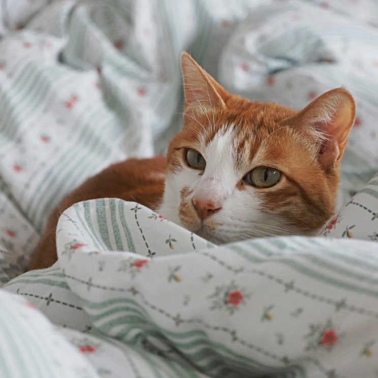  고양이 털 알레르기 증상, 3마리 집사의 현실적 꿀팁!