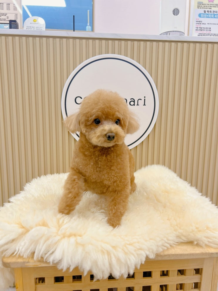  코코마리 애견미용 잘하는집 추천 이사아폴리스 #애견미용