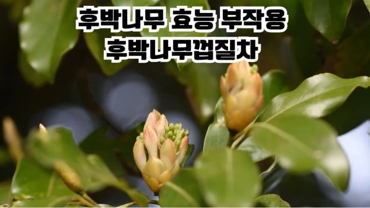  후박나무 효능 주의사항 6가지 후박나무껍질차