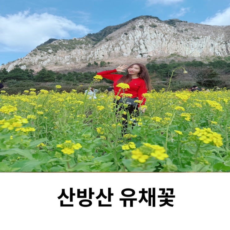  제주도 산방산 유채꽃 위치 개화시기 명소 주차 2월 3월 실시간 후기