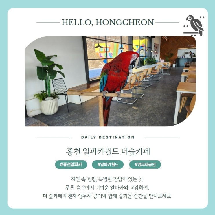  홍천 알파카월드 근처 맛집 더숲카페 앵무새공연 이용방법 가격