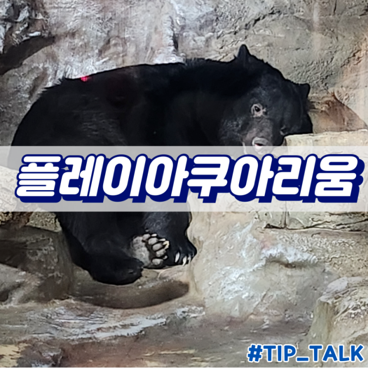  부천 갈만한 곳 플레이아쿠아리움