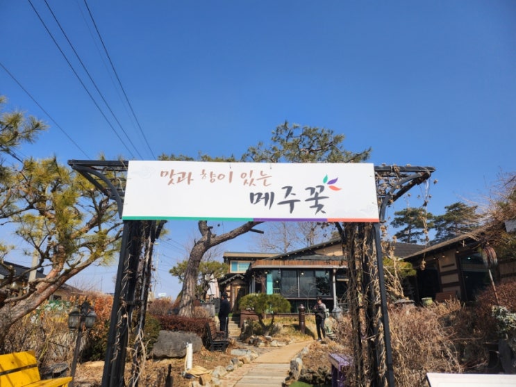  메주꽃