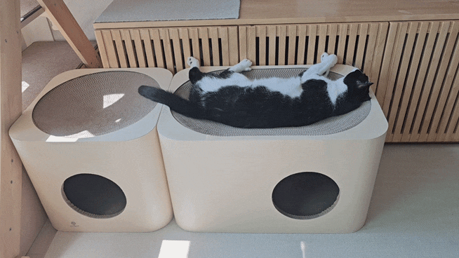  고양이 호기심 자극을 위한 가구 배치 변경
