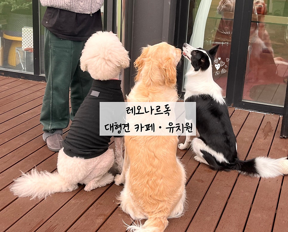 레오나르독 사진 1