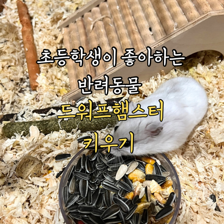  키우기 쉬운 반려동물 드워프 햄스터 키우기 초등학생 선물
